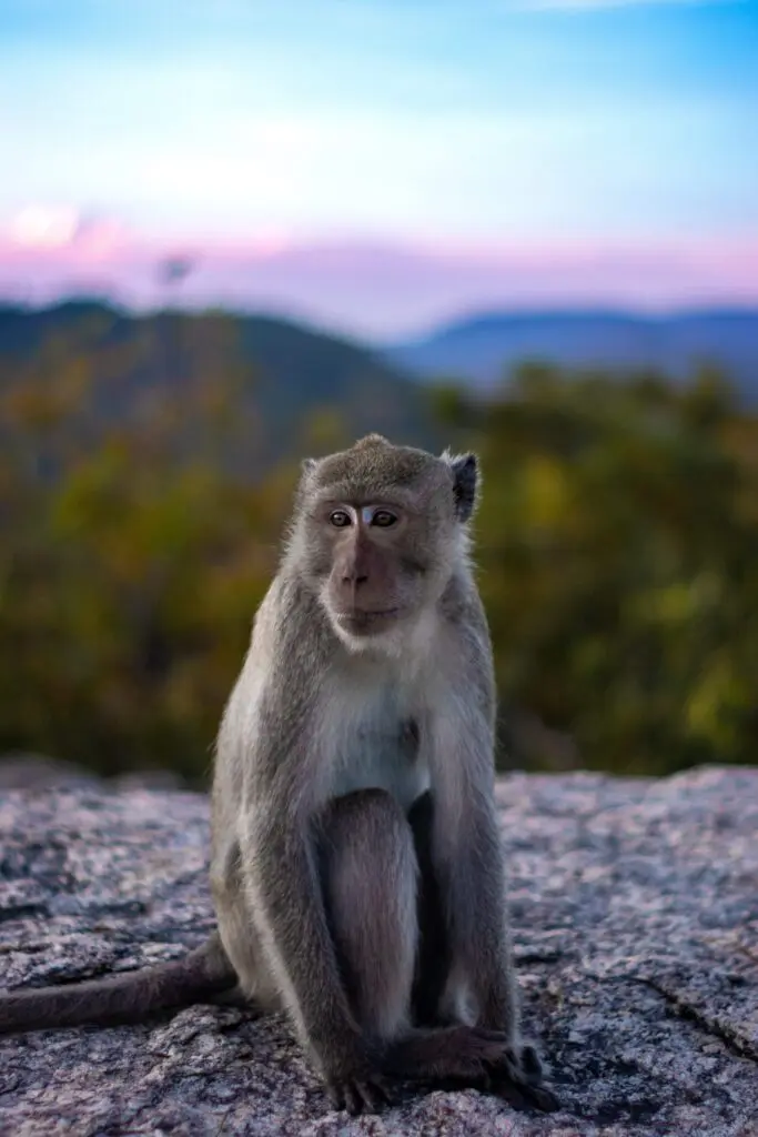 Monkey with monkeypox